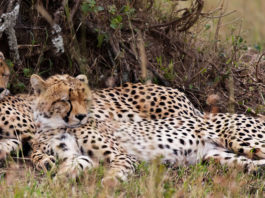 Wildlife Safaris in Kenya